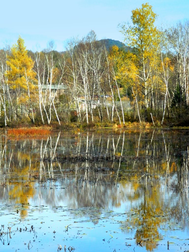 White birches, SLHS Pond, oct 23, 2012.