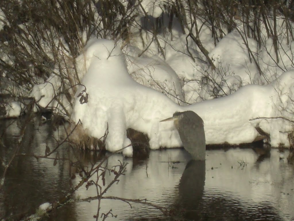 Great Blue Heron, SLHS Pond Inlet, dec 30, 2012.