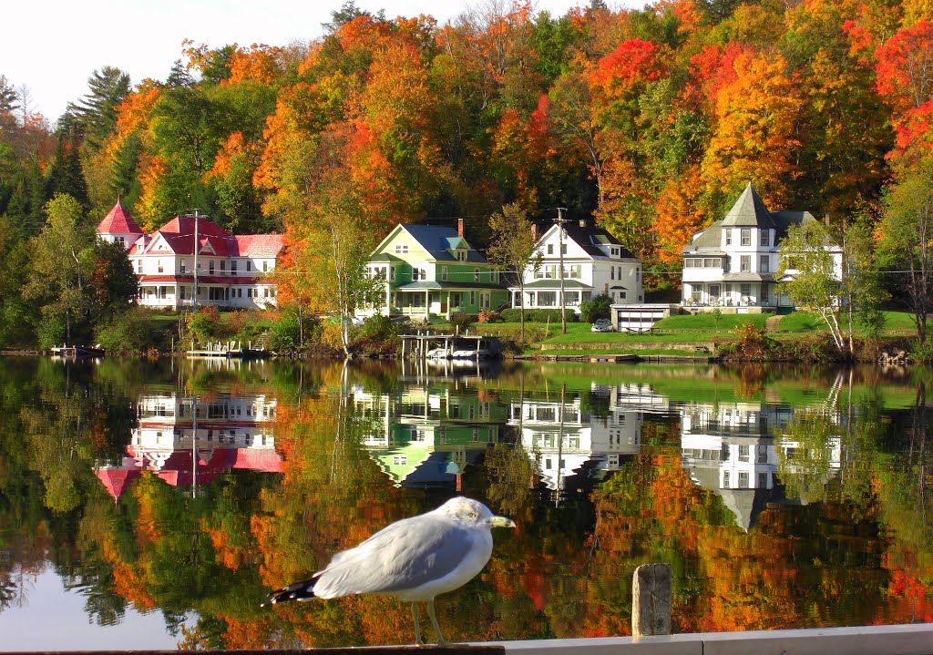 Ringbilled Gull on Lake Flower, oct 8, 2008