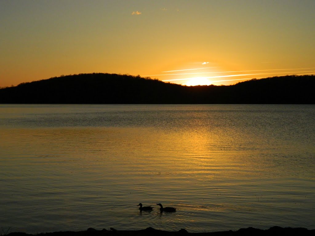 Mallards on Lake Colby, sunset, may 5, 2010