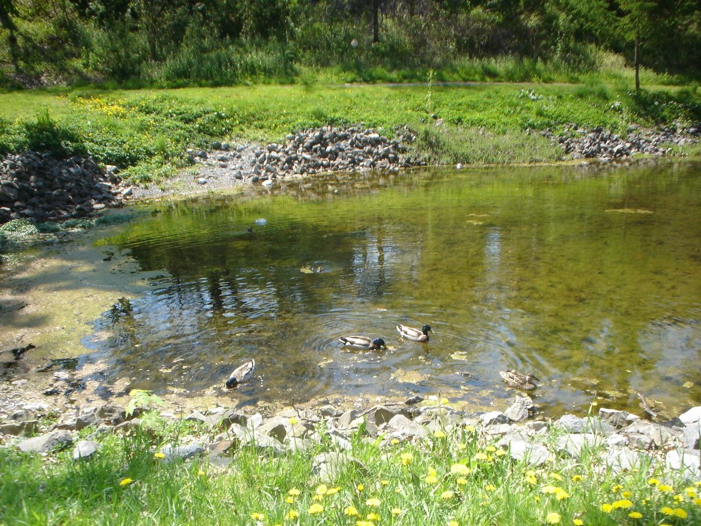 Duck Pond in Congress Park