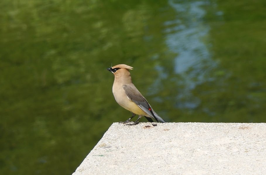 Cedar Waxwing (Bombycilla cedrorum)