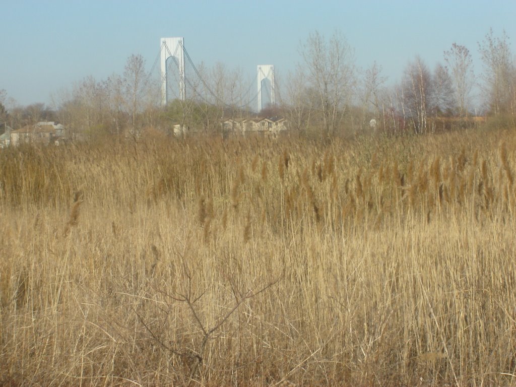 Verrazano Bridge from South Beach Wetlands