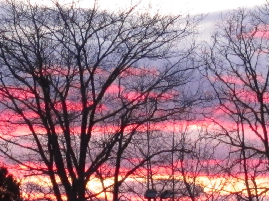 pink sunset in tree
