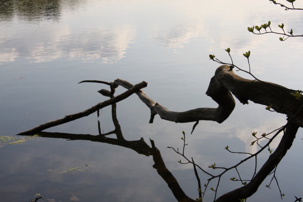 Clouds, Sky, Water. Reflections of a Branch