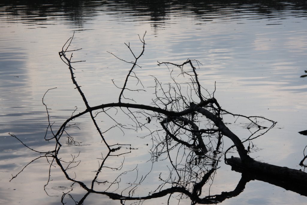 Fallen Branch