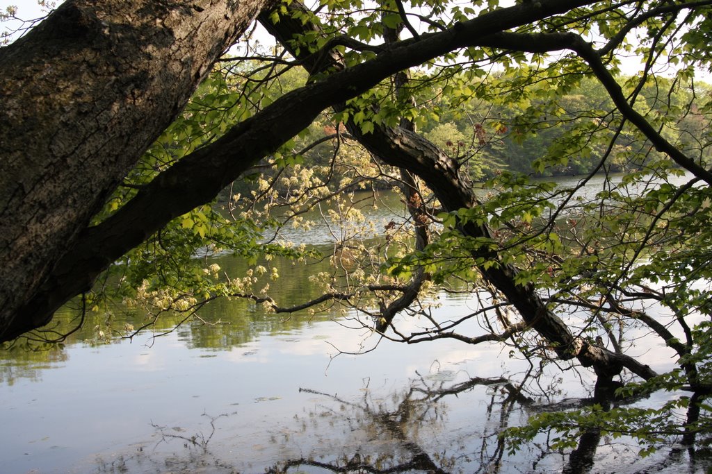 View throught Branches