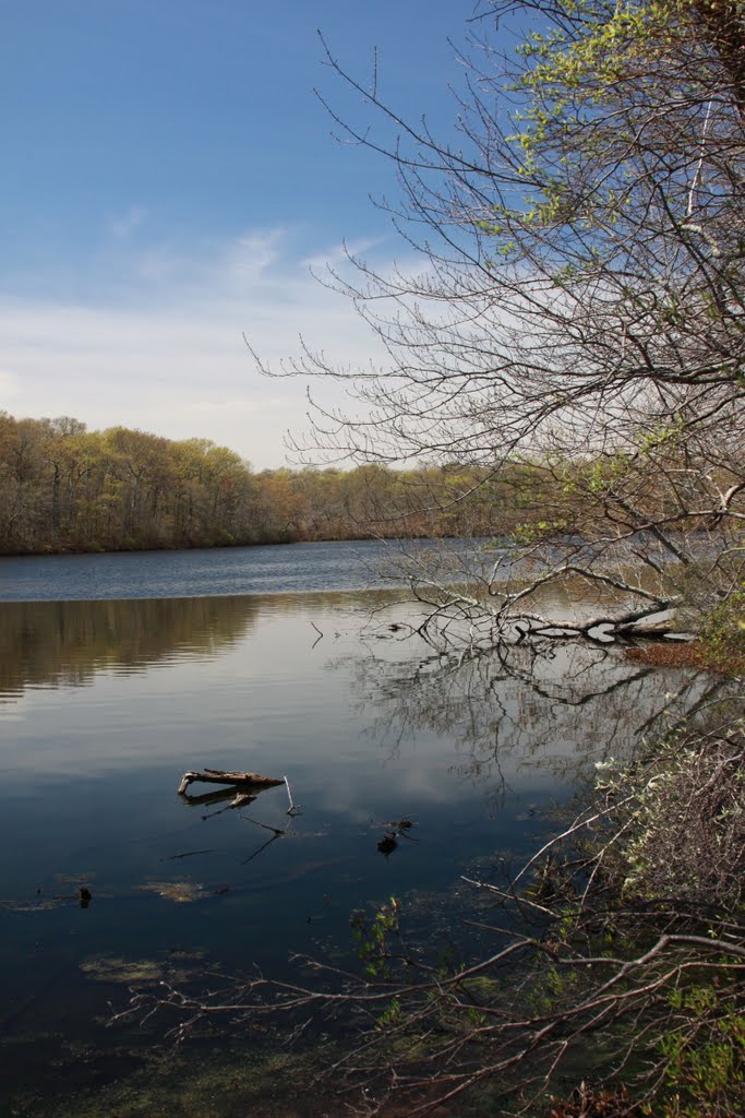 Stump Pond in Spring