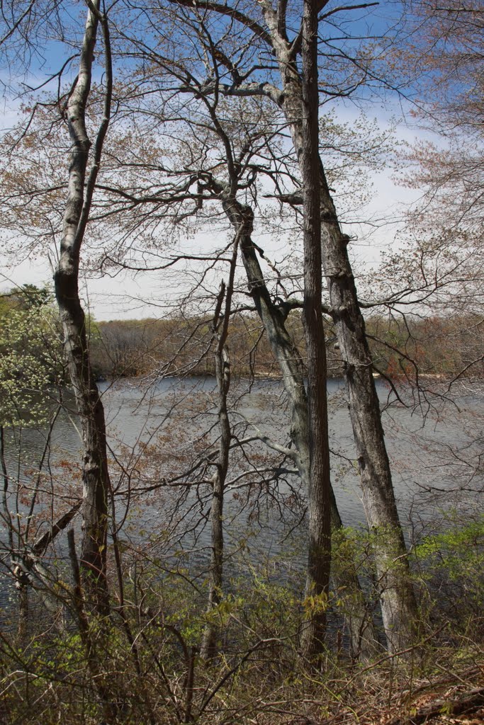 Stump Pond Throught the Trees