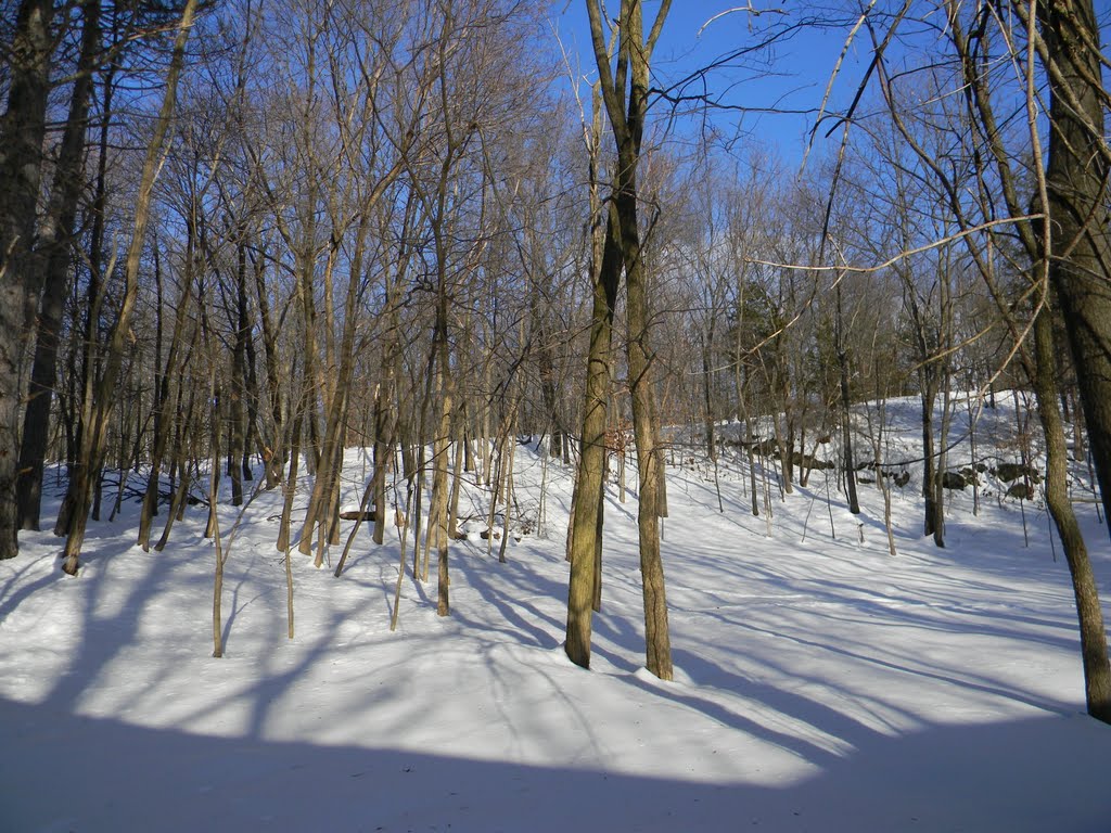 Philmont woods