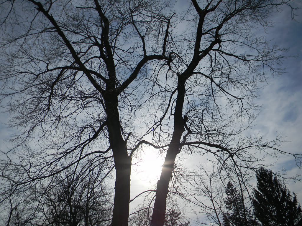 Shadow Trees