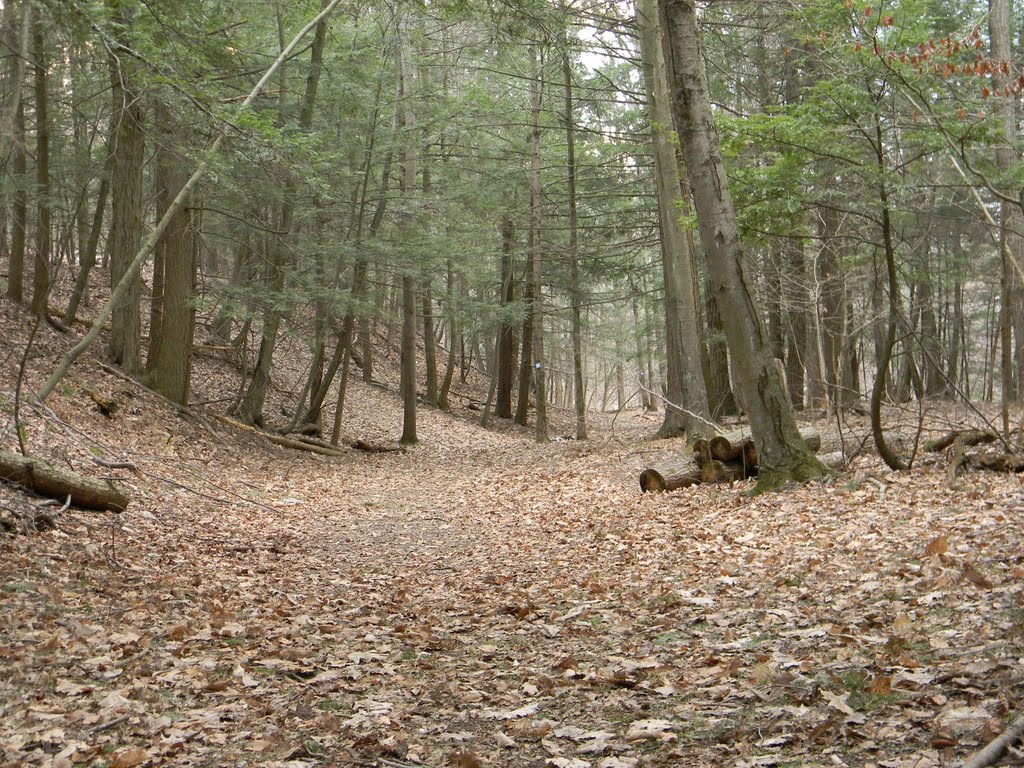 Trail to high falls