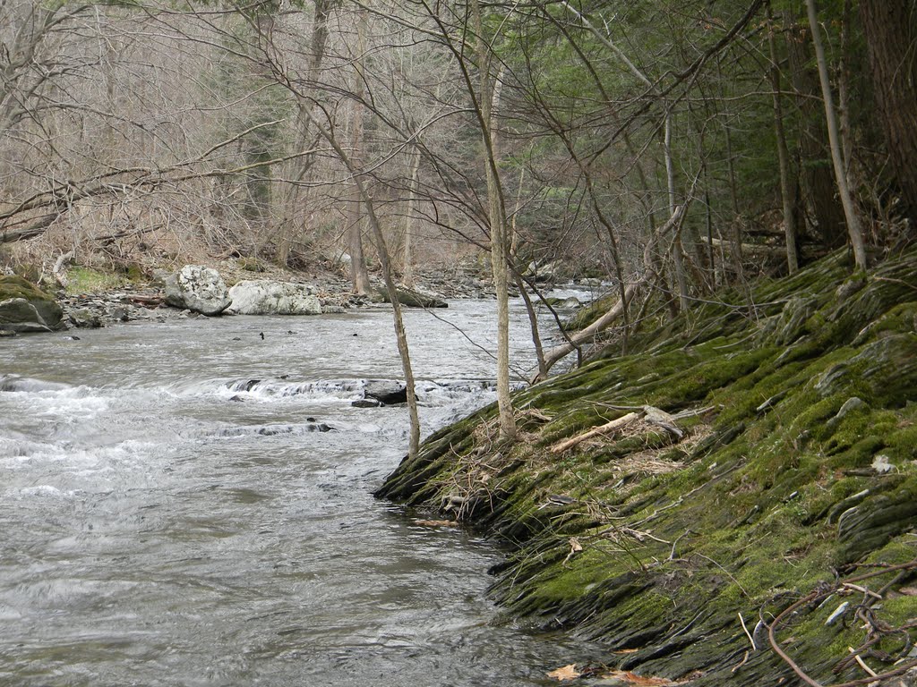 Mossy Banks