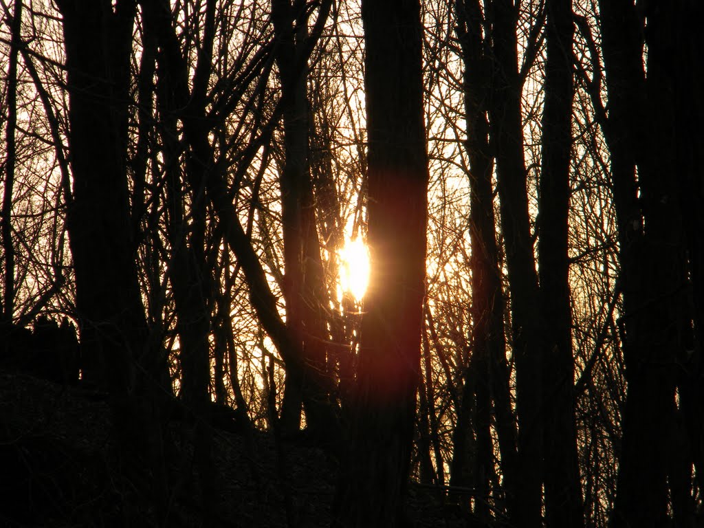 Sunset through the trees