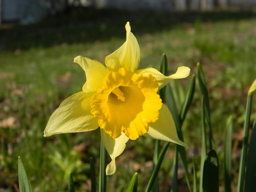Yellow Flower