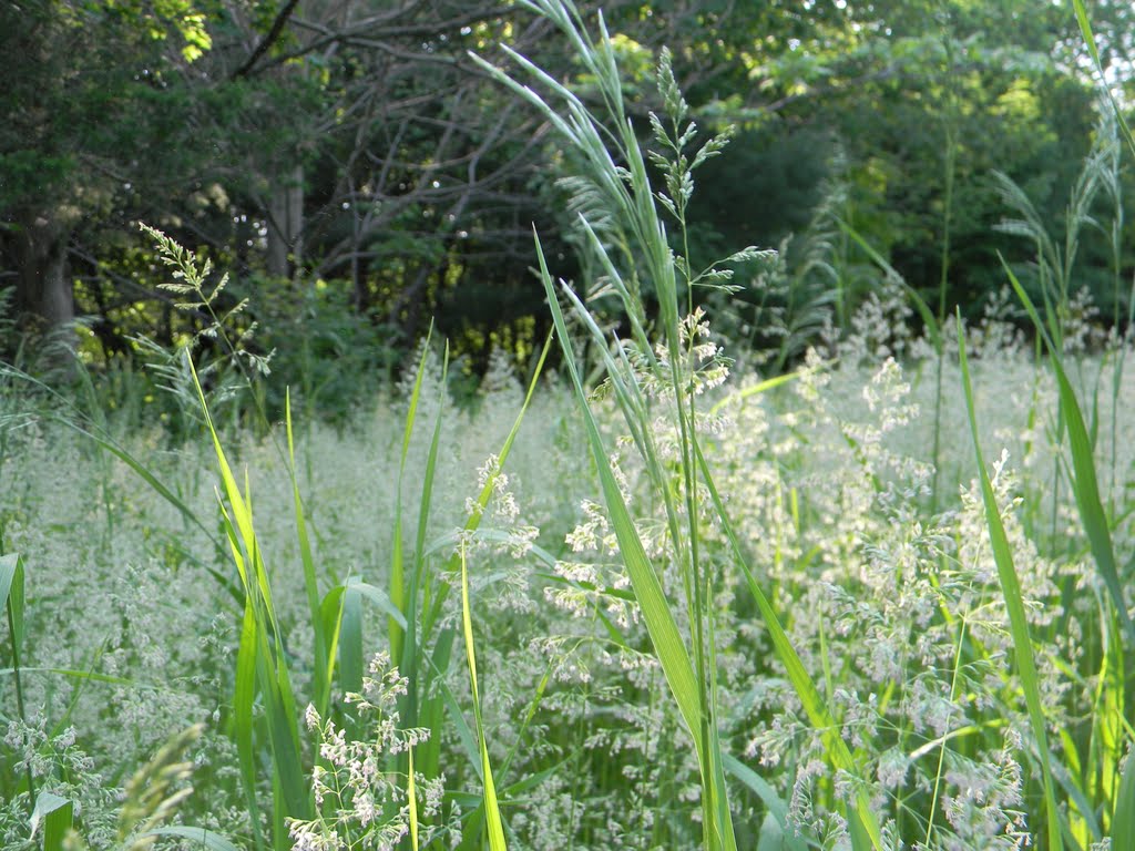 In the Tall Grass