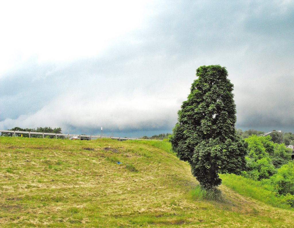 Tree By The Highway