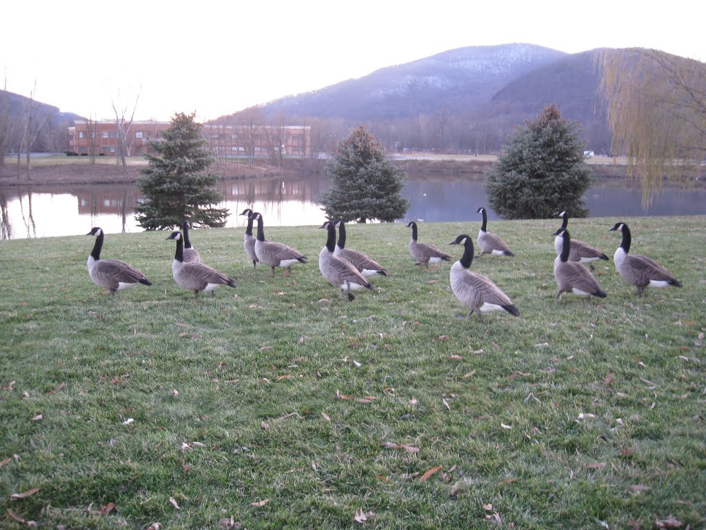 Gooses
