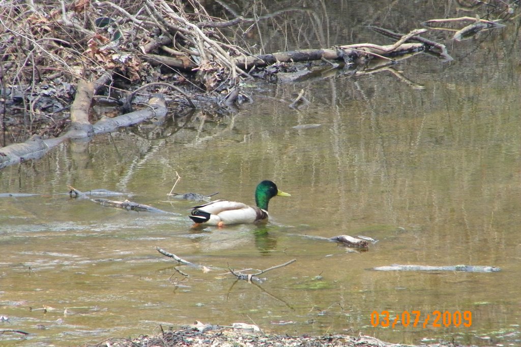 Male Mallard