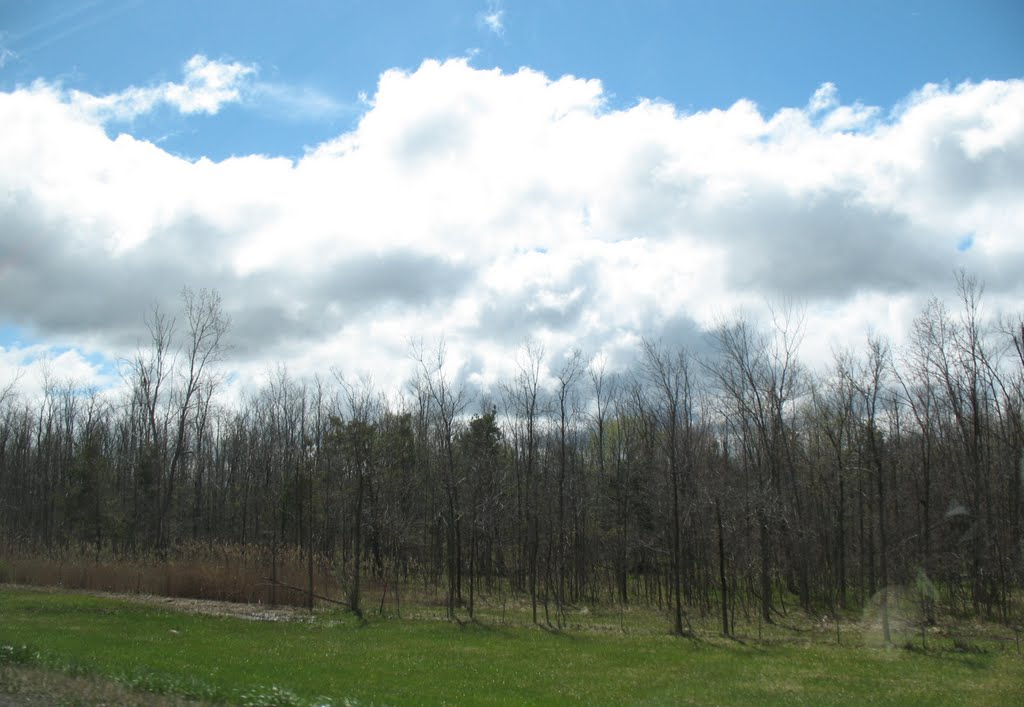 Trees near Maple Drive