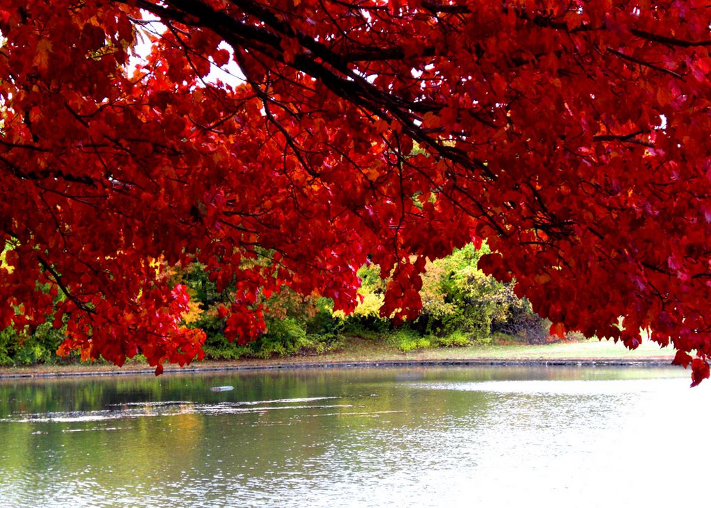 Fall in the Park