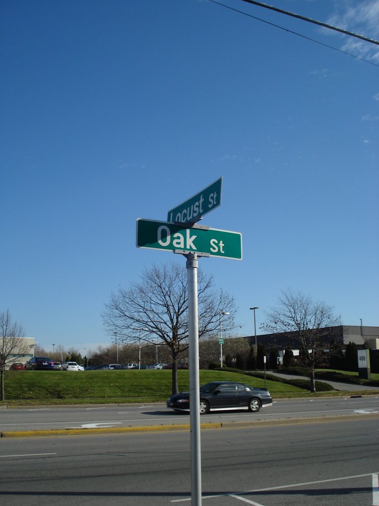 Oak and Locust