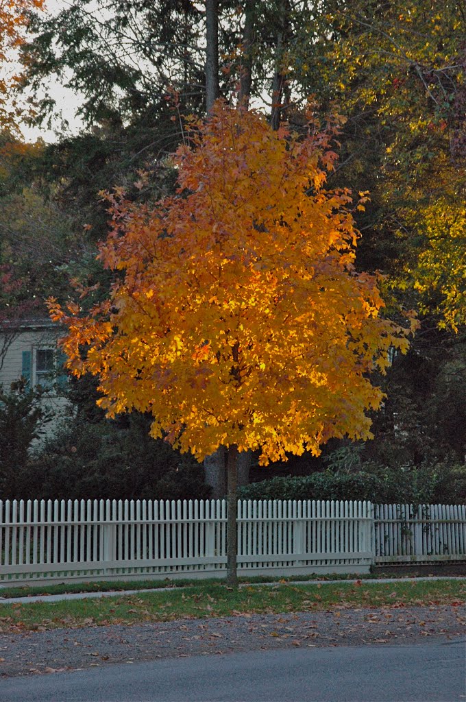 Tree in Garden City