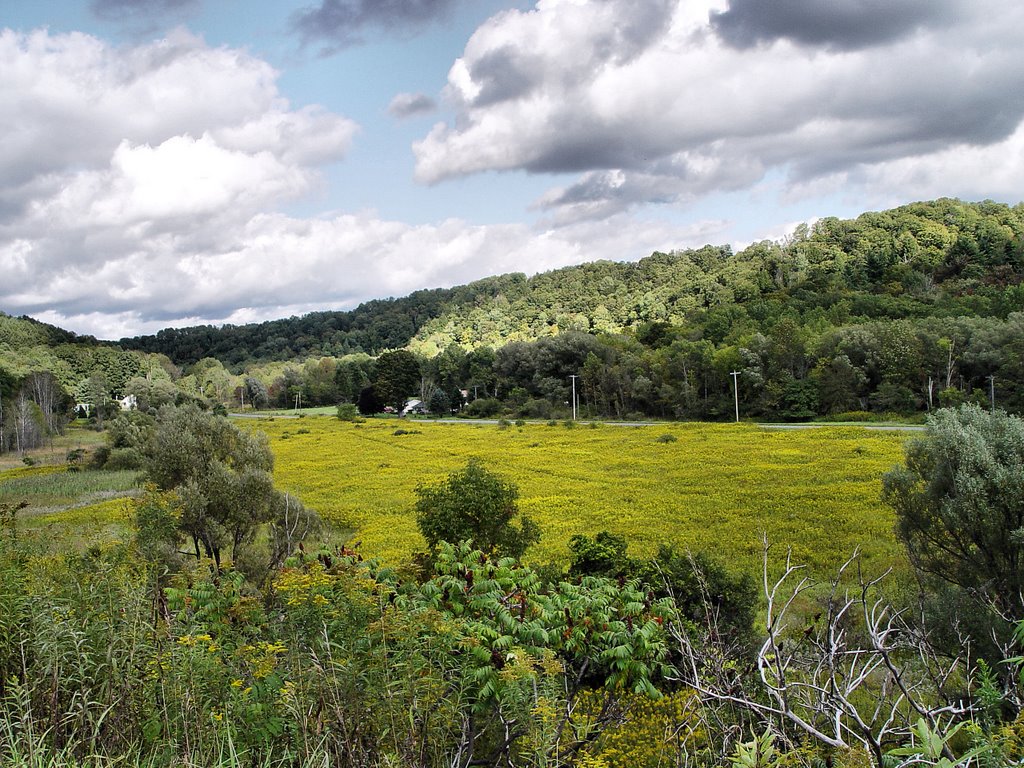 Goldenrod Valley