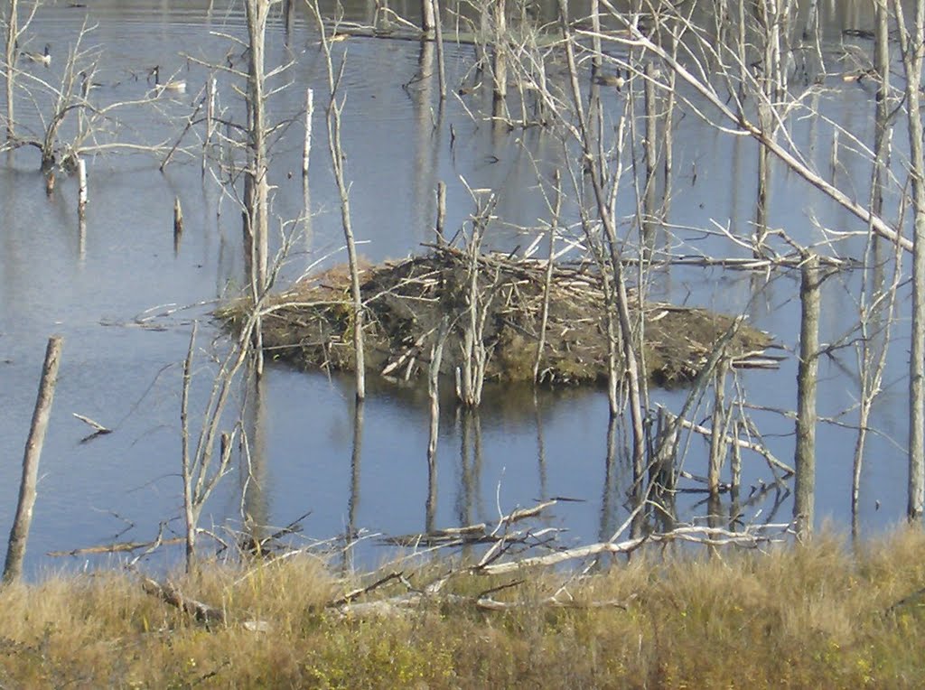 Beaver pond at Rt 12 & 8 interchange - Deerfield NY
