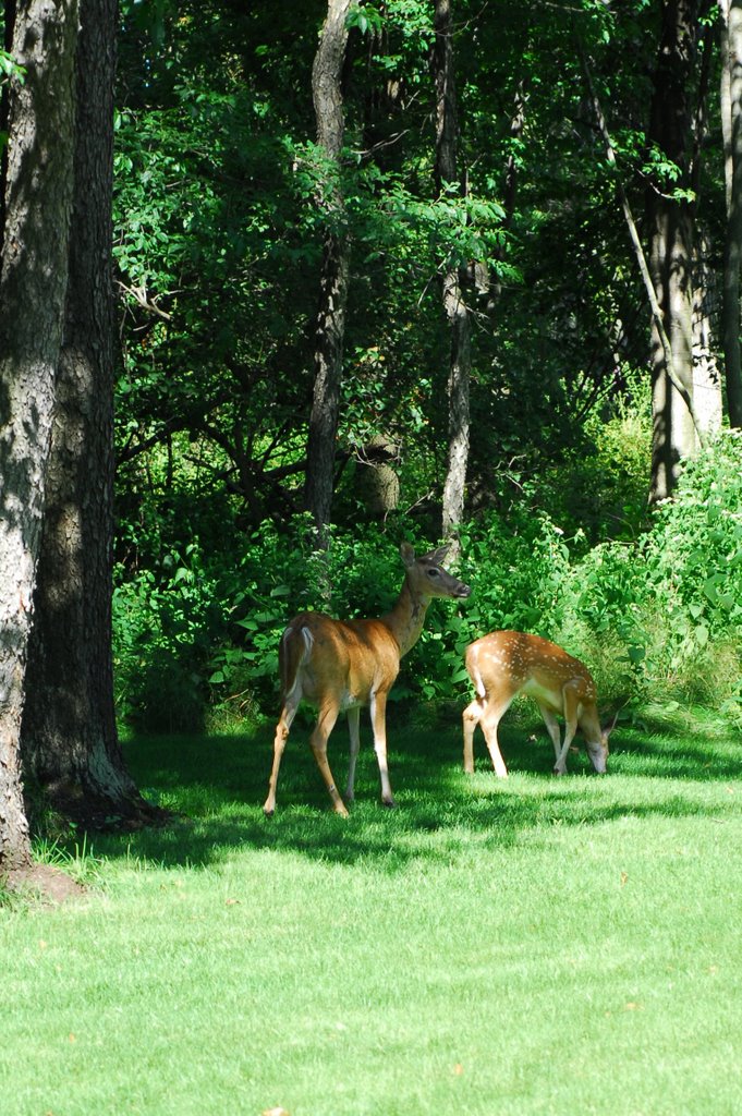 A Fawn and a Young One