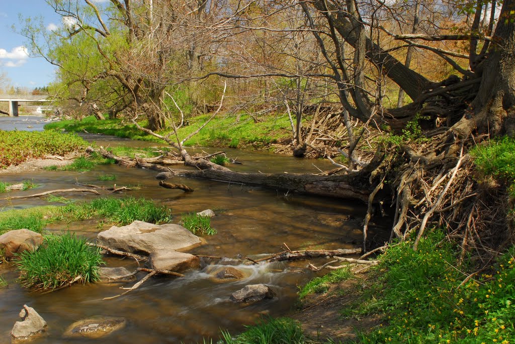 Cayuga River