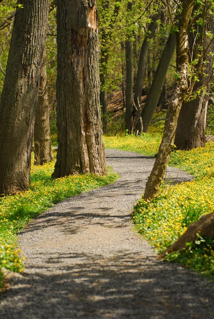 Reinstein Forest Preserve