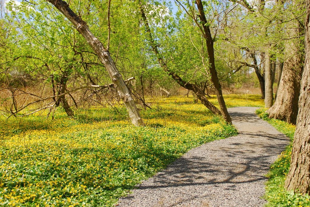 Reinstein Forest Preserve