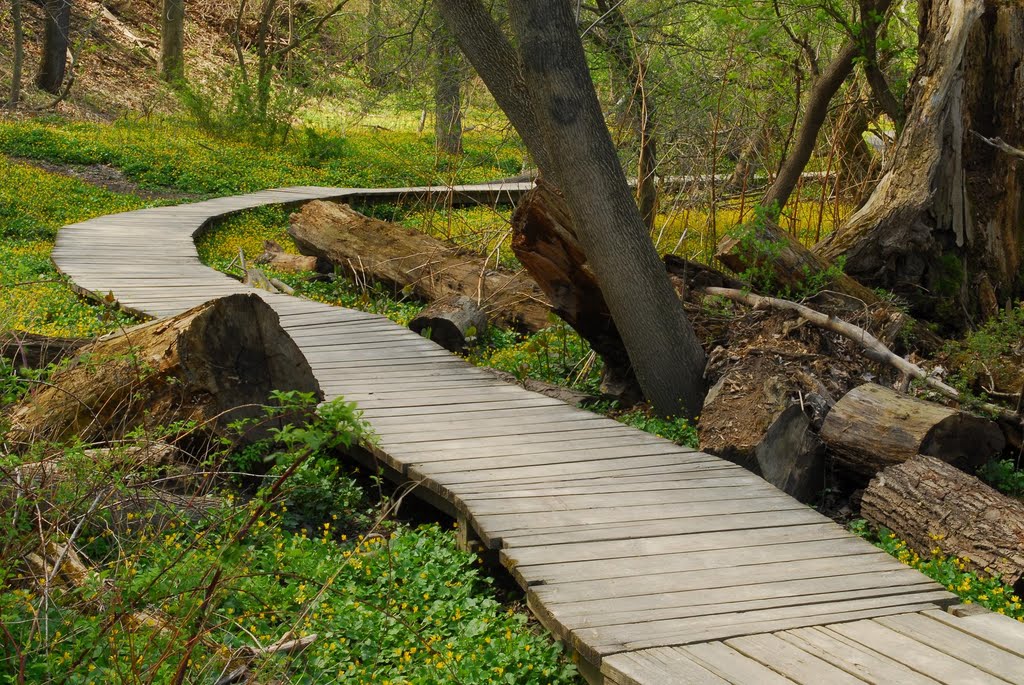 Path in Reinstein Forest Preserve