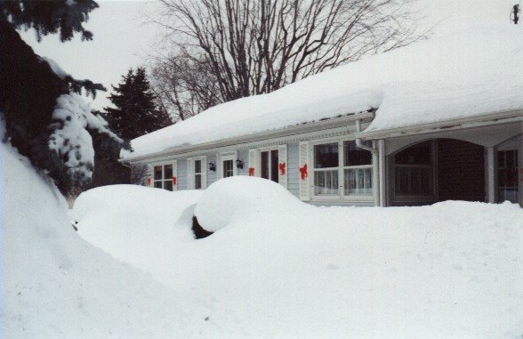Typical Buffalo Winter