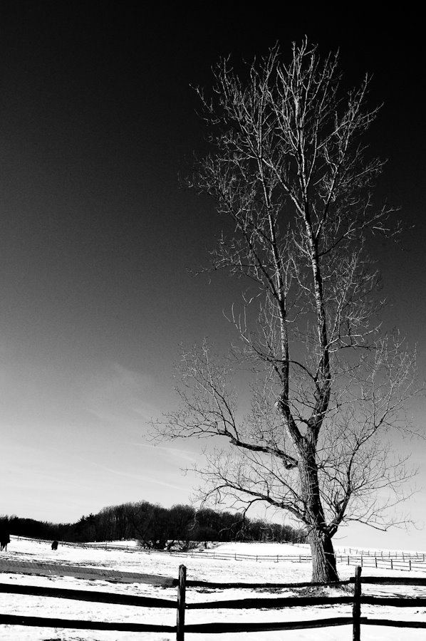 Knox Farm, Tree