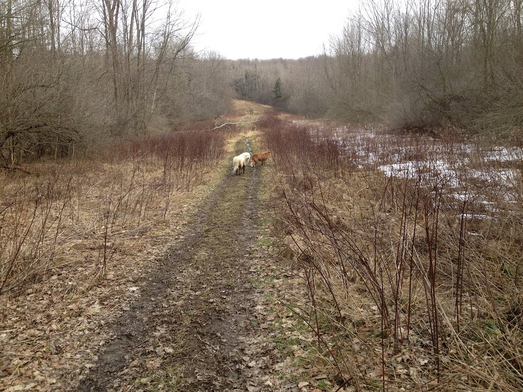 Hunters Creek Gas Line