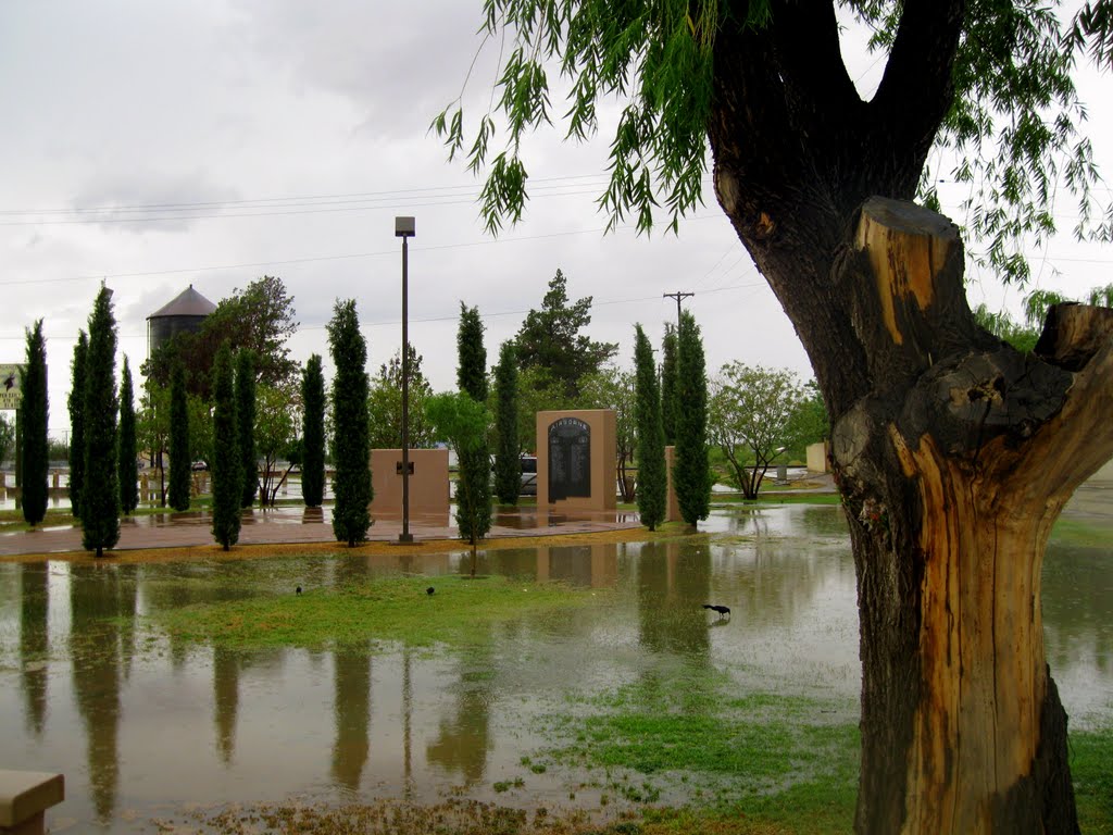 By the Alamogordo Zoo
