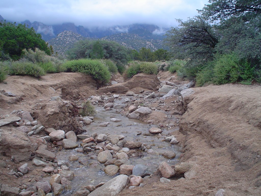 Water in arroyo, Sandia foothills
