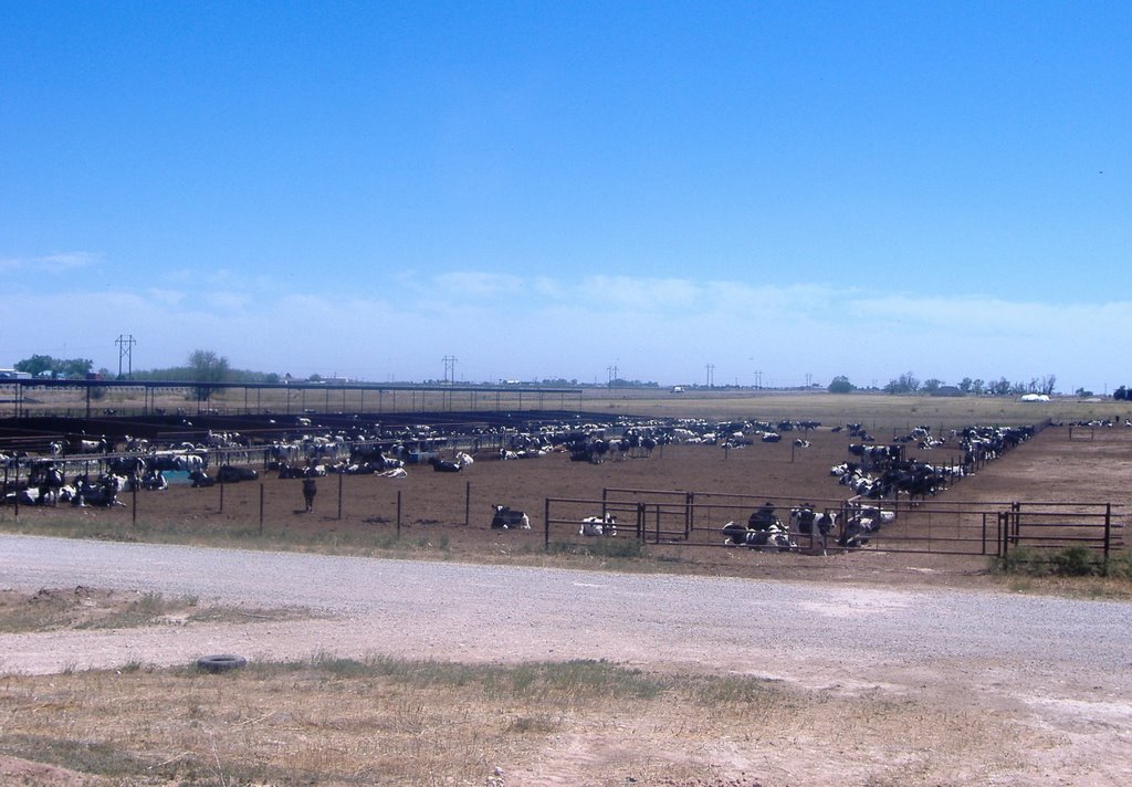 Cattle