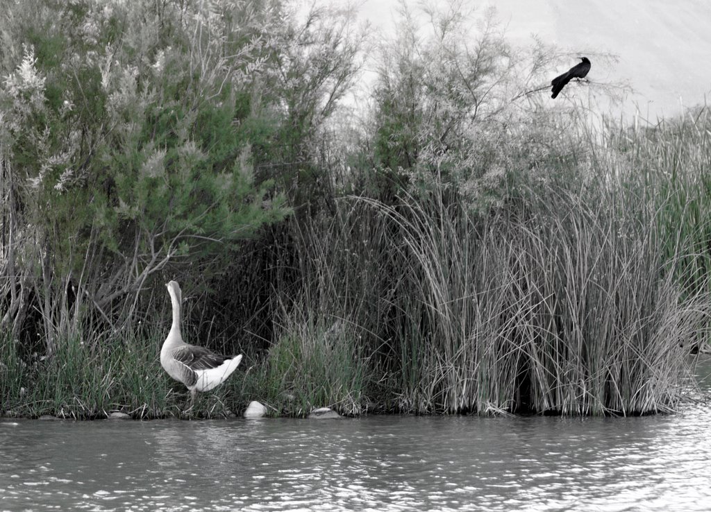 lower tansil dam, carlsbad nm
