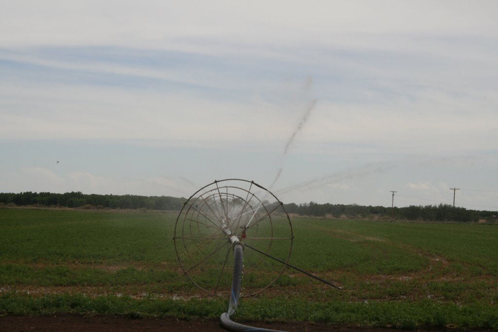 Artesia, Irrigation fields