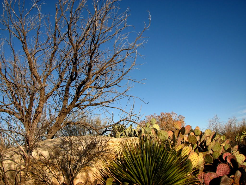 Living Desert State Park