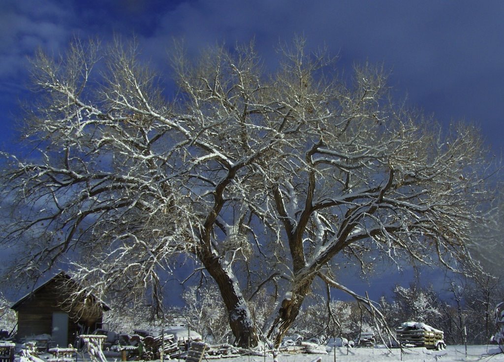 cotton wood in the snow