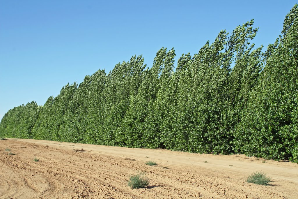 Windbreaks in the Desert