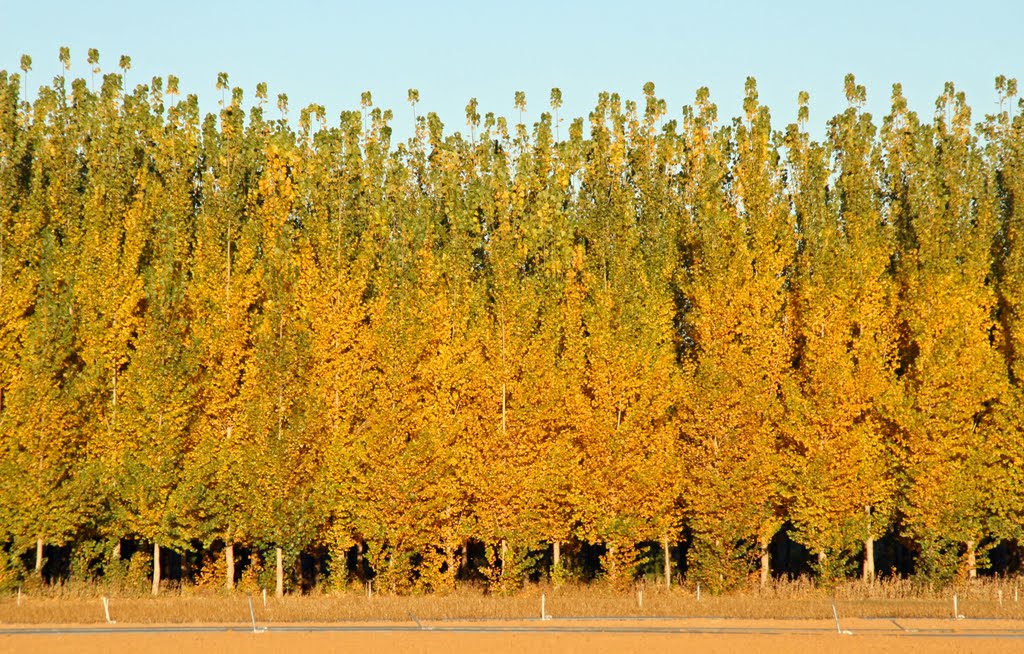 Hybrid poplar autumn colors