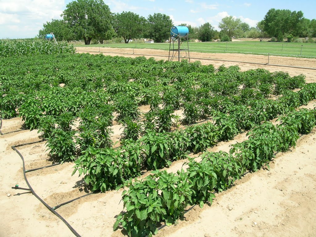 Drip-irrigation research on chile, tomatos, and corn at NMSU Agricultural Science Center in Farmington, NM.