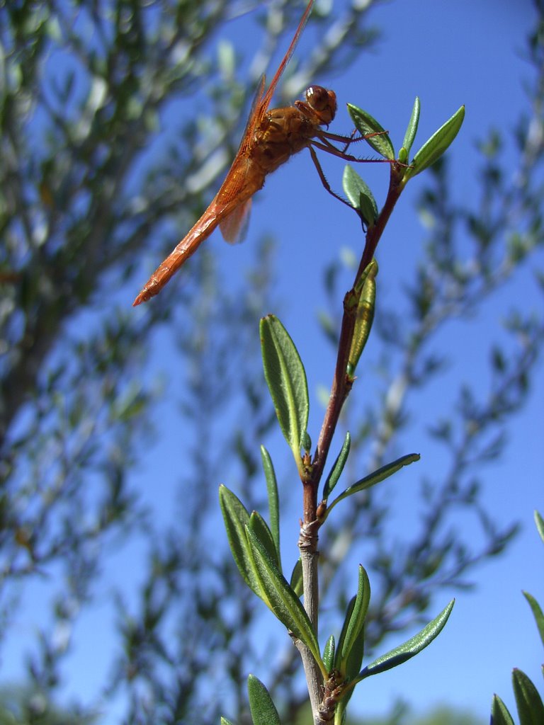 libelle in new mexico