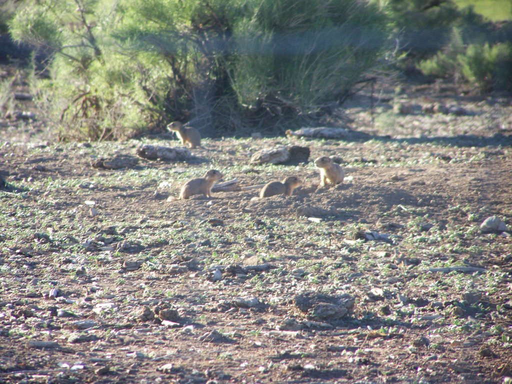Taos prarie dogs