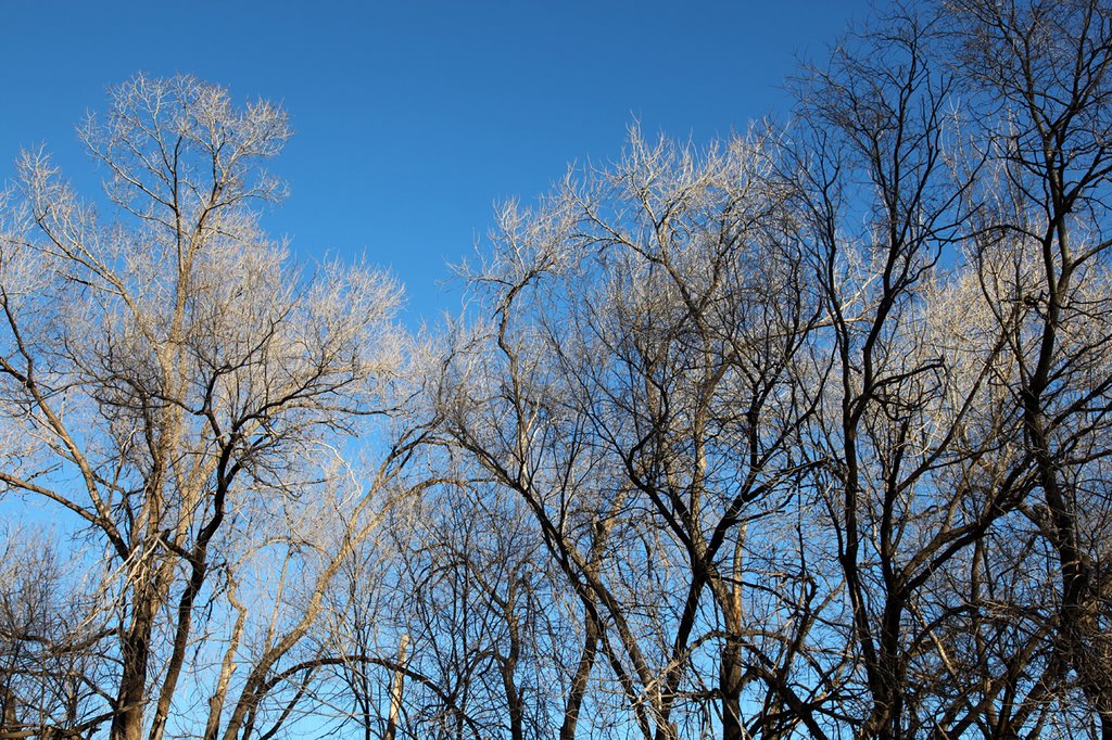Twisty Cottonwoods
